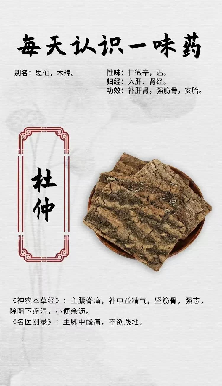 杜仲粉的功效与作用及禁忌