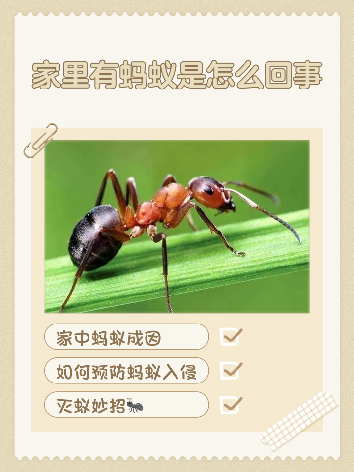 家里蚂蚁多怎么处理